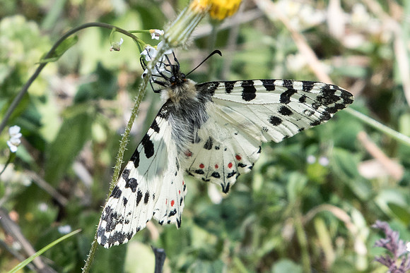 Zerynthia cerisy-5578 - Alexandroupoli - 12/04/22