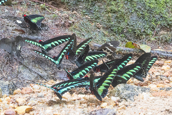 Trogonoptera brookiana-0330