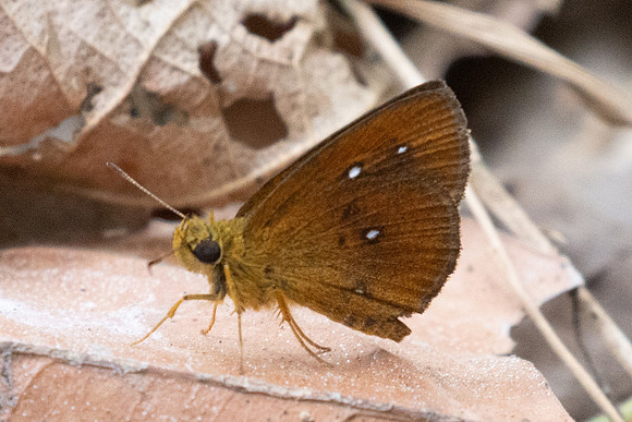 Lambrix salsala-2366 - Chiang Dao - 20/03/26