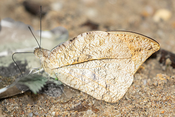Hebomoia glaucippe-0329