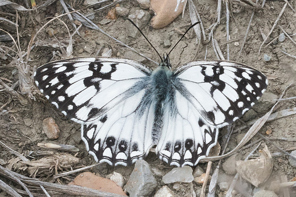 Melanargia occitanica-4983 - Sournia - 21/05/23
