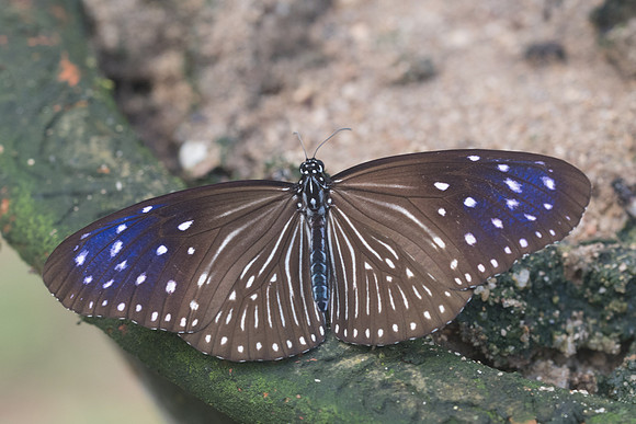 Euploea mulciber-1973 - Chiang Dao - 16/11/23