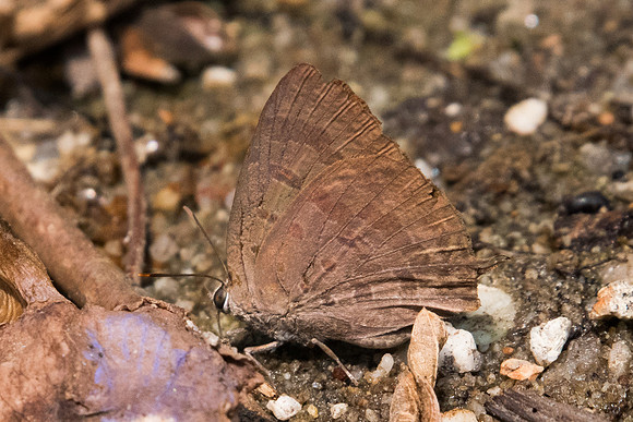 Arhopala  alax id-3983 Doi -Suthep - 8/03/23