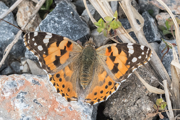 Vanessa cardui-7182 - Malaga 5/03/22