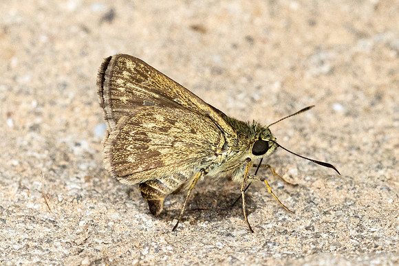 Halpe wantona id-2571 - Chiang Dao - 18/03/24