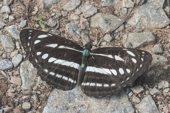 Neptis nata id-9056- Chiang Dao - 14/11/23
