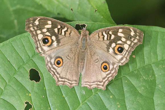 Junonia lemonias lemonias-1572 - Chiang Dao - 14/11/23