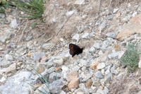Erebia meolans-9605