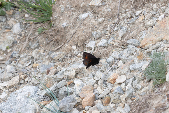 Erebia meolans-9605