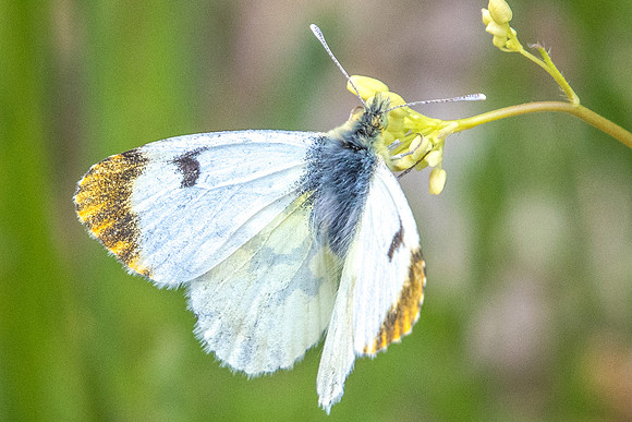Anthocharis euphenoides ♀ - 0440 - Gourdon - 19/05/21
