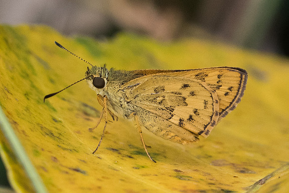 Potanthus trachala id--4860 - Phanom Bencha Mountain - 23/11/23