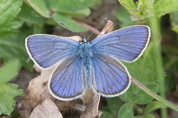 Cyaniris semiargus-7613 - Cipieres - 15/05/21