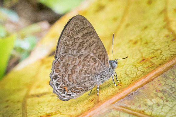 Poritia philota-6881  - Khao Phanom Bencha National Park - 27/11/2023