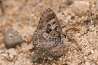 Niphanda asialis-4164 - Chiang Dao - 12/03/23