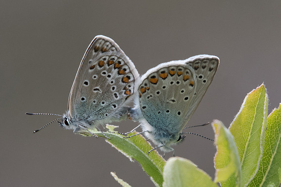 Polyommatus icarus-9780