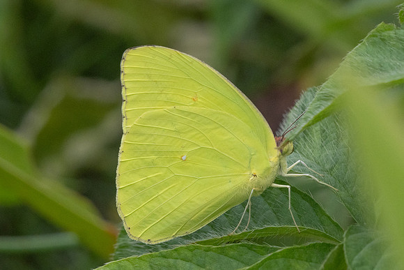 Phoebis sennae marcellina-9359