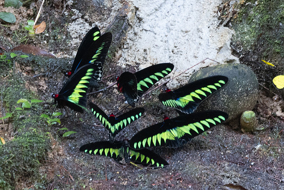 Trogonoptera brookiana-9943