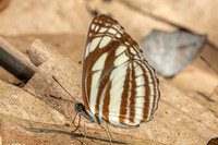 Neptis soma-0658 - Chiang Dao - 16/03/24