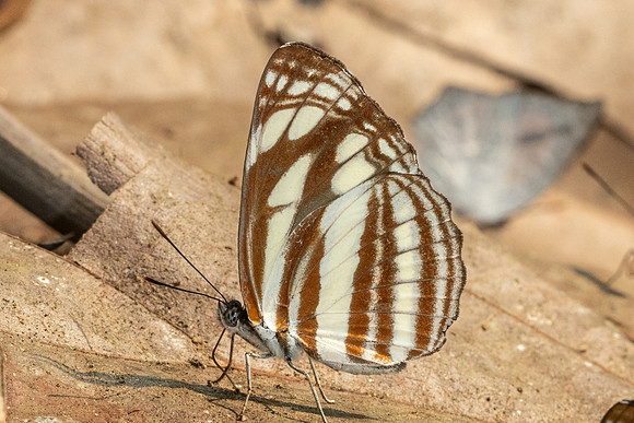 Neptis soma-0658 - Chiang Dao - 16/03/24