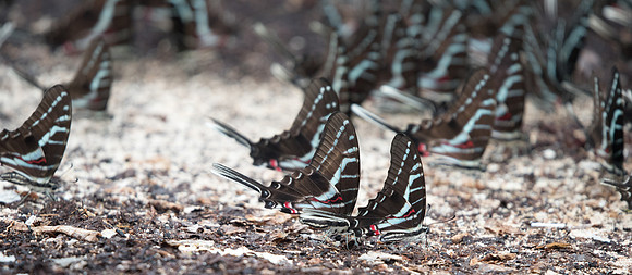 Protographium philolaus-2439