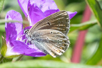 Eumedonia eumedon-1308