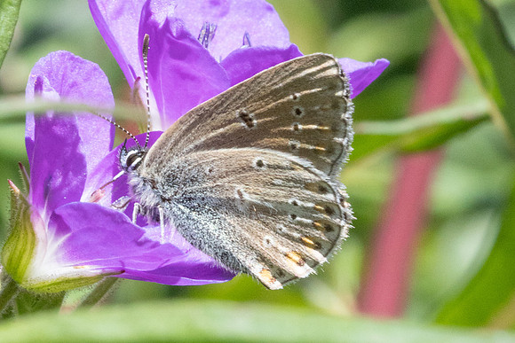 Eumedonia eumedon-1308