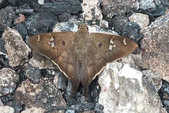 Polythrix asine-6083