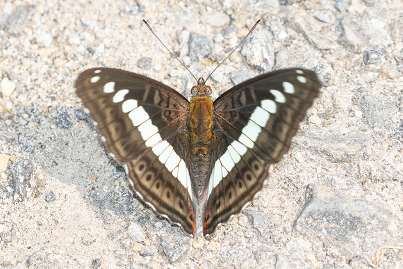 Sumalia daraxa-3541