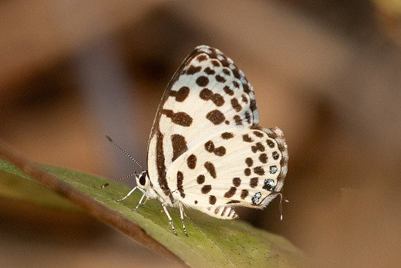 Castalius rosimon-2815