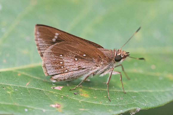 Arnetta atkinsoni-5735 - Chiang Dao - 12/03/23