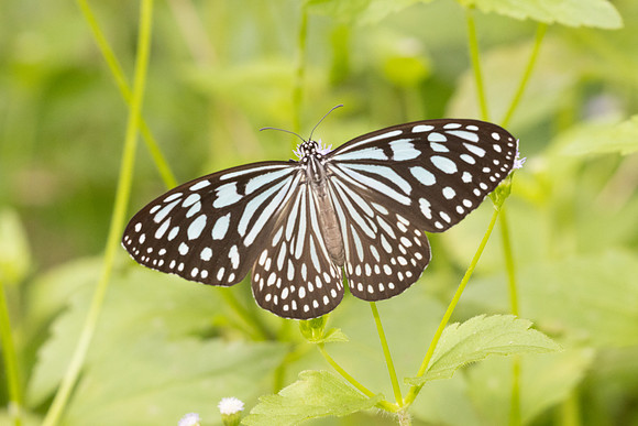 Ideopsis similis-6819 - Sepang - 30/03/25