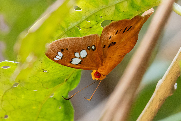 Capila phanaeus-5886 - Doi-Suthep - 25/03/24