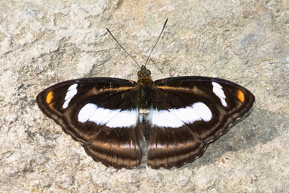 Athyma cama-3883 - Huai Sai Lueang Waterfall (1040m) - 23/03/25