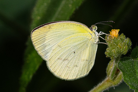 8M0A0602 - Barichara - 7/06/24