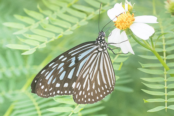 Ideopsis vulgaris macrina-4040 - Krabi - 25/11/23