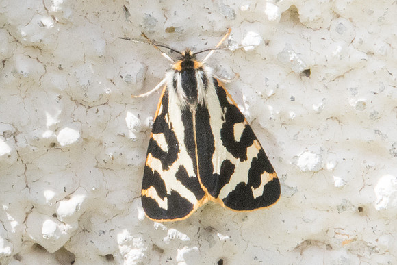 Parasemia plantaginis-5563 - Err (Puigmal) - 19/07/23