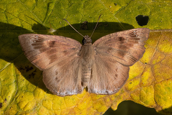 Tagiades japetus-2701