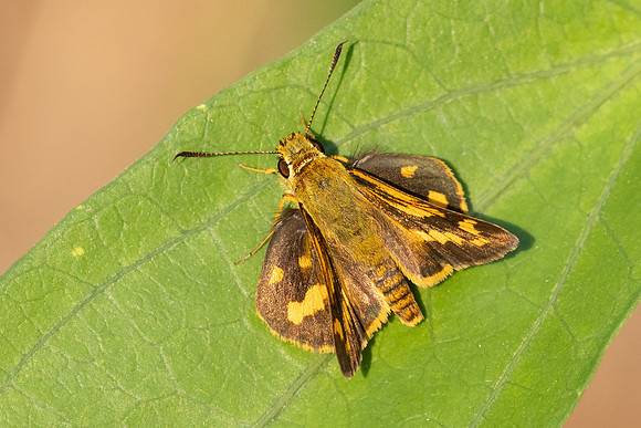 Potanthus trachala-5965 - Doi Suthep - 26/03/24