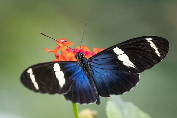 Heliconius sara-9729