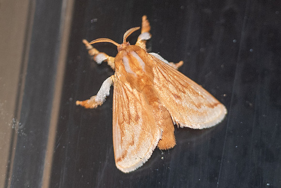Moth-0319