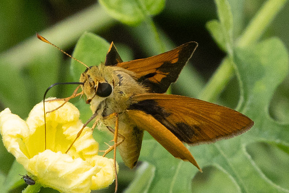 Quasimellana eulogius-7588