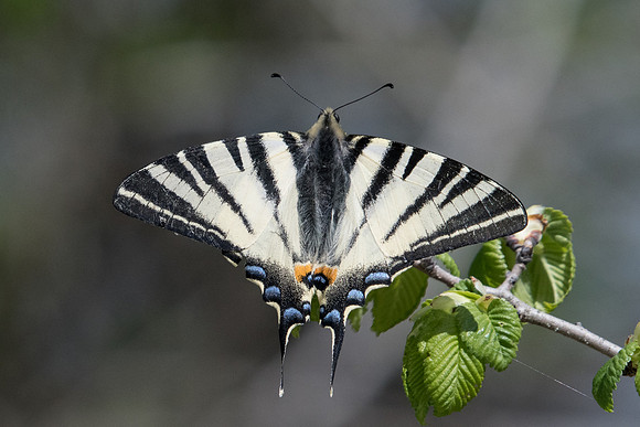 Iphiclides poladirius-8670 - Route Paranestiou Sidironerou - 15/04/22