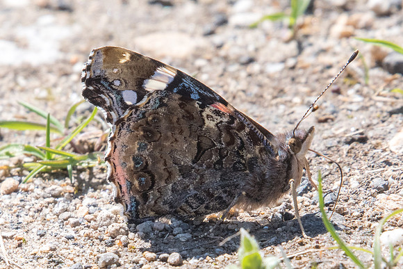 Vanessa atalanta-7706
