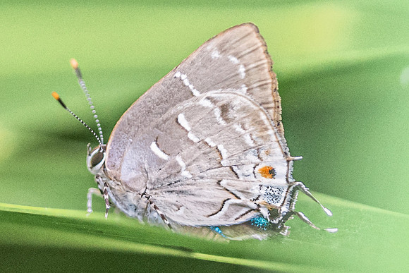 Celmia conoveria-3864