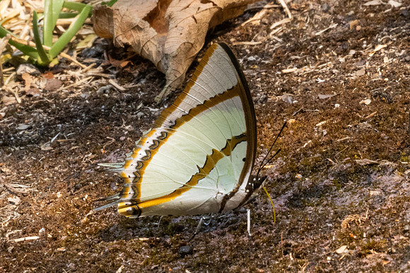 Polyura dolon-3430