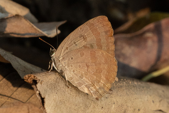 Arhopala -1057