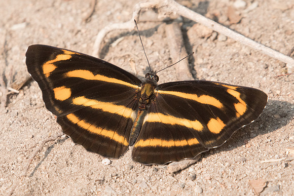 Neptis ananta learmondi-4934 - Doi-Suthep - 9/03/23