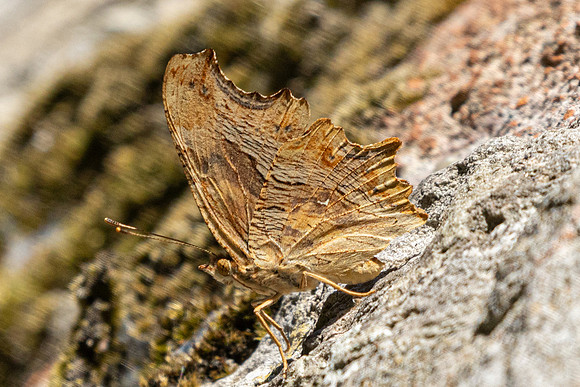 Polygonia egea-0197 Gulhane park, Istambul - 12/09/24
