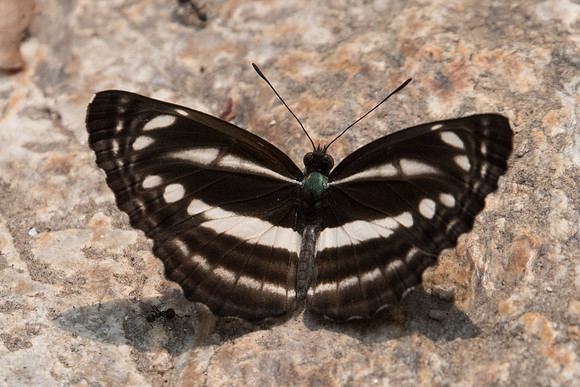 Neptis clinia susruta-2765 - Doi-Suthep 8/03/23