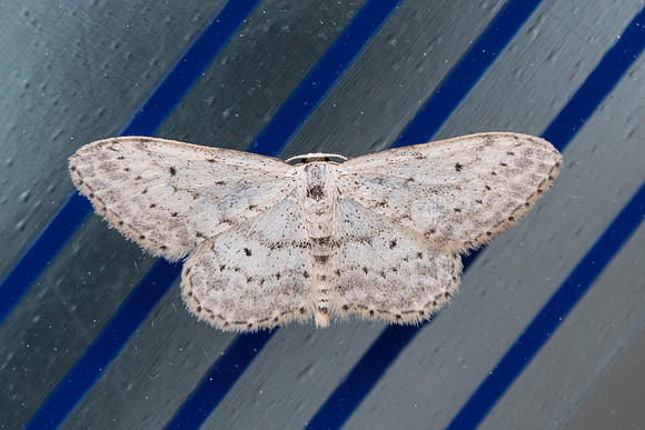 Scopula marginepunctata- Bandol 15/04/22